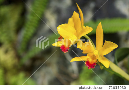 Cattleya Cattleya 71035980