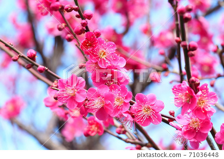 梅花(紅色交錯) 梅花(紅色交錯) 71036448