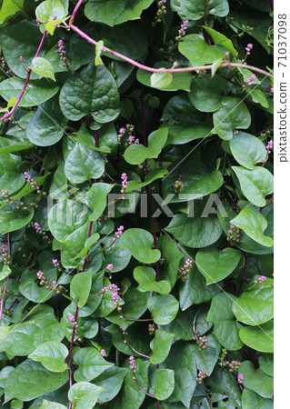 Malabar spinach, a vegetable native to Southeast Asia 71037098
