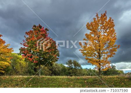 Trees with autumnal colors in the city Rostock, Germany 71037590
