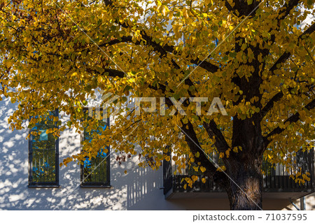 Tree with autumnal colors in the city Rostock, Germany Tree with autumnal colors in the city Rostock, Germany 71037595