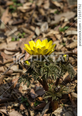 阿多尼斯拉莫薩 71037702