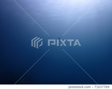 遙遠的魚 遙遠的魚 71037769