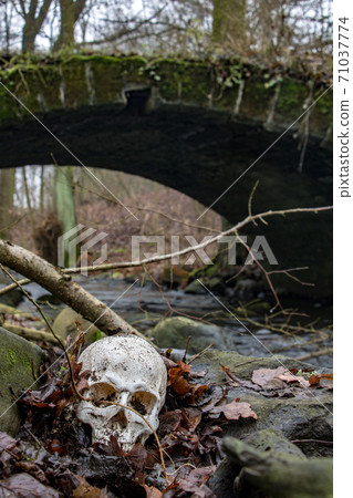 Abandoned skull on rocks with leaves on shore of a autumn brook with ancient stone bridge Abandoned skull on rocks with leaves on shore of a autumn brook with ancient stone bridge 71037774