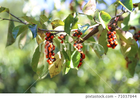 Bright red magnolia kobus Bright red magnolia kobus 71037844