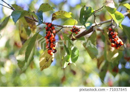 Bright red magnolia kobus 71037845