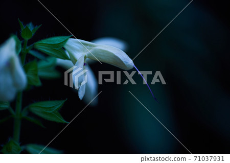 Salvia nipponica flowers 71037931