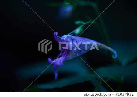 Red flower flowers Red flower flowers 71037932