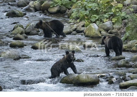 在河裡尋找魚的三隻棕熊 71038232