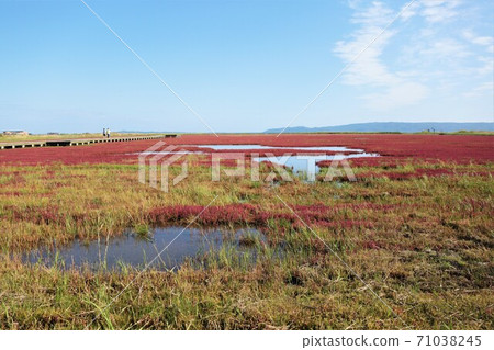 Notori湖珊瑚草群落（位於北海道阿美里市宇原市） 71038245