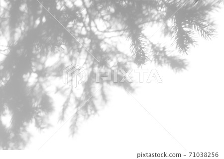 shadows of fir tree branches on a white wall shadows of fir tree branches on a white wall 71038256
