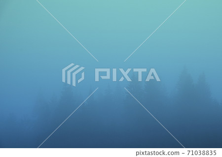 misty landscape with fir forest covered in blue fog 71038835