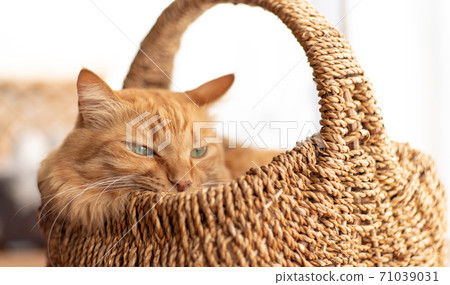 A cat that likes a small space, a tea tabby cat 71039031