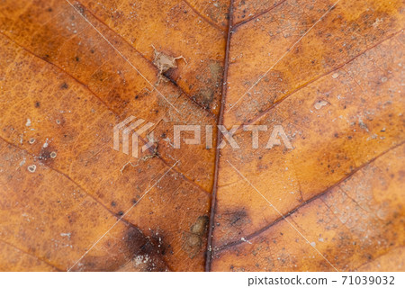 Close-up macro photography of dead leaves that had fallen in the autumn forest 71039032