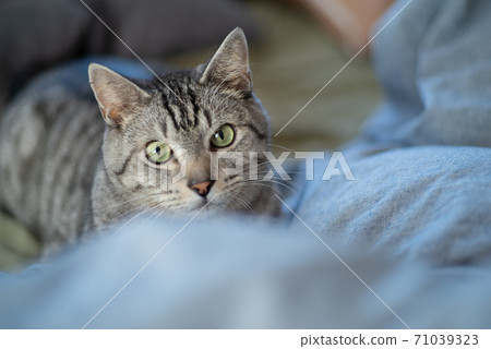 Cat on the bed Sabatra cat 71039323