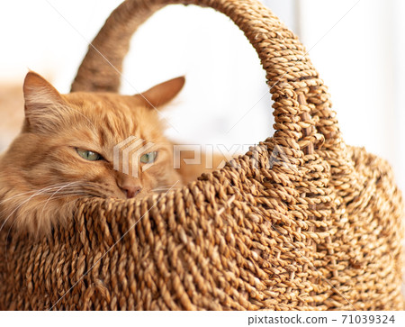 A cat that likes a small space, a tea tabby cat 71039324