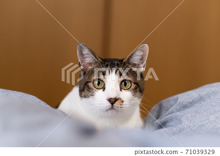 A cat staring at a pheasant cat 71039329