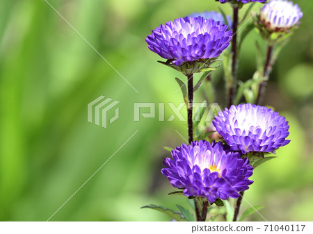 Astor's Flower 71040117