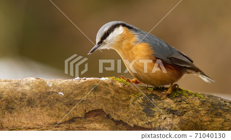 Eurasian nuthatch sitting on branch in winter nature Eurasian nuthatch sitting on branch in winter nature 71040130
