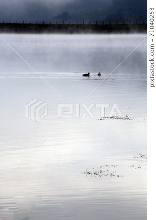 2 ducks 2 ducks 71040253