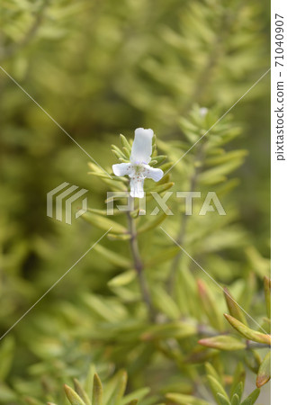 Coastal rosemary 71040907