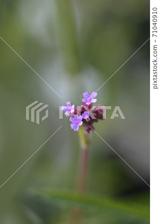 Tall vervain Tall vervain 71040910