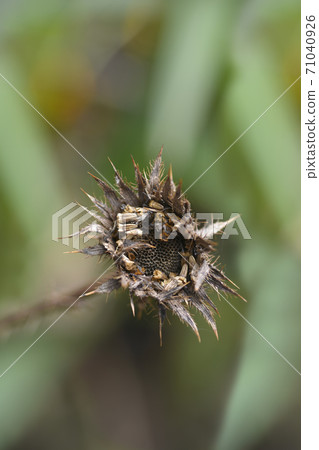 Sun daisy Sun daisy 71040926