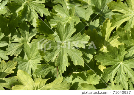 Rock cranesbill Rock cranesbill 71040927
