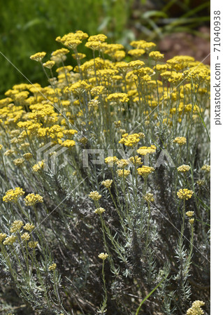 Italian everlasting flowers Italian everlasting flowers 71040938