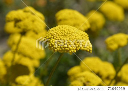 Gold plate yarrow Gold plate yarrow 71040939