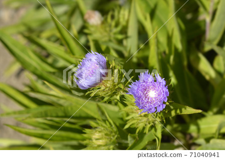 Stokes aster Stokes aster 71040941
