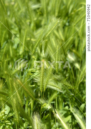 Wall barley 71040942