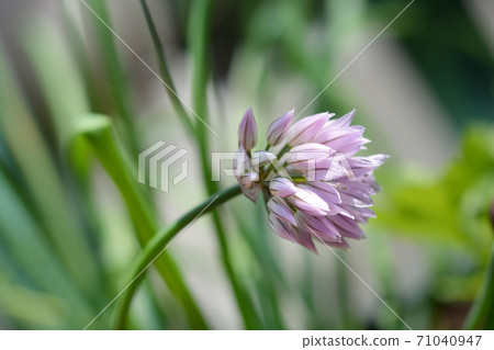 Chives flower 71040947