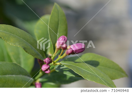 Lemon flower Lemon flower 71040948