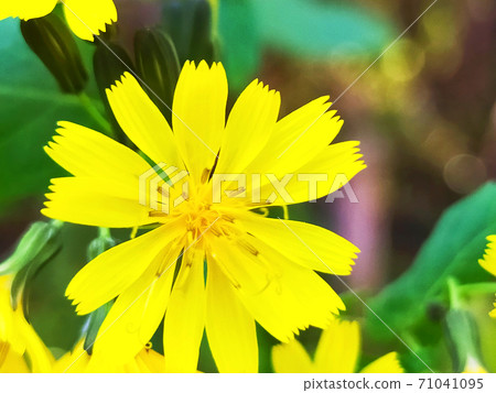 Yaxisha flower 71041095