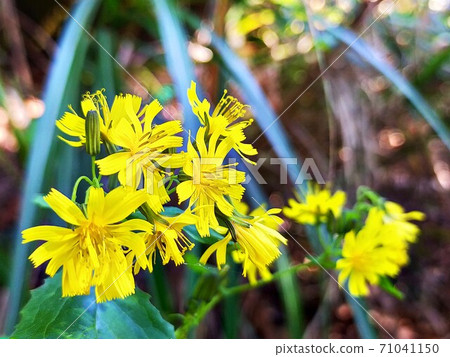 Yaxisha flower Yaxisha flower 71041150