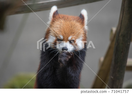 Innocent Red Panda 71041757