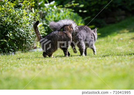 cat smelling another cat's butt 71041995