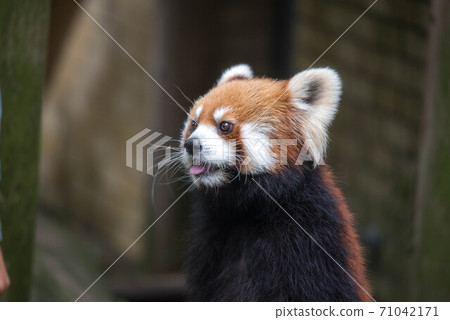 Innocent Red Panda Innocent Red Panda 71042171
