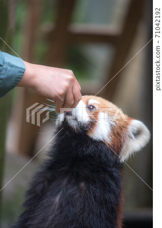 無辜的小熊貓 71042192