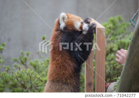 Innocent Red Panda 71042277