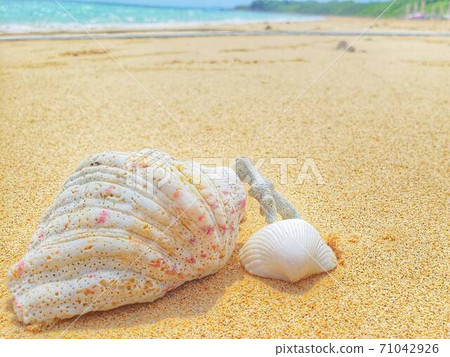 海和貝殼 海和貝殼 71042926
