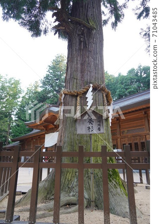 Dignified and quiet Shinshu Azumi Nohotaka Shrine (Koyosugi) Dignified and quiet Shinshu Azumi Nohotaka Shrine (Koyosugi) 71043485