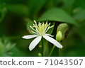 秋天的野花 71043507