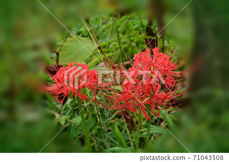 群集孤挺花 群集孤挺花 71043508