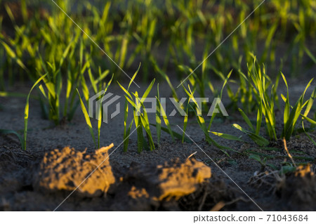 Close up young green wheat seedlings growing in a soil on a field in a sunset. Close up on sprouting rye agriculture on a field in sunset. Sprouts of rye. Wheat grows in chernozem planted in autumn. Close up young green wheat seedlings growing in a soil on a field in a sunset. Close up on sprouting rye agriculture on a field in sunset. Sprouts of rye. Wheat grows in chernozem planted in autumn. 71043684