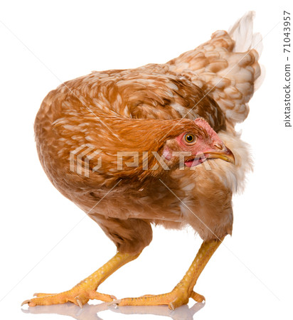 one brown chicken isolated on white background, studio shoot one brown chicken isolated on white background, studio shoot 71043957