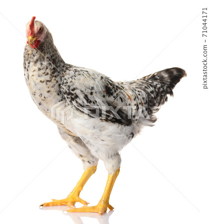 one gray rooster isolated on white background, studio shoot 71044171