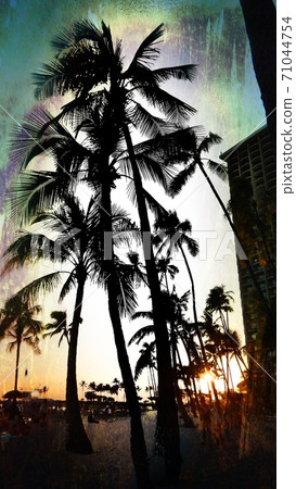 威基基海灘黃昏棕櫚樹 71044754