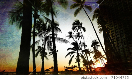 威基基海灘黃昏棕櫚樹 71044755